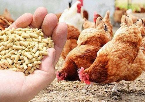 Giá bán gia súc gia cầm giảm, giá thức ăn tăng, người nuôi lỗ