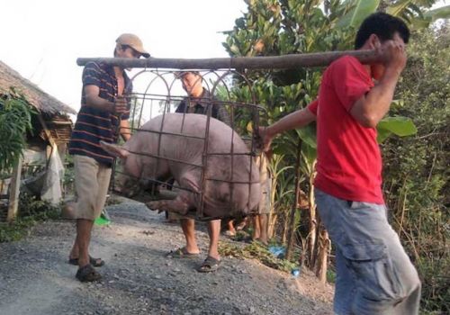 Doanh nghiệp đồng loạt tăng giá thức ăn chăn nuôi, nông dân hết lãi