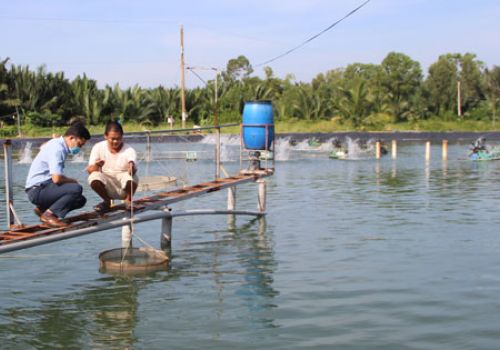 Giá thức ăn tôm tăng không biết đâu mà lần, nông dân đành phải làm điều này