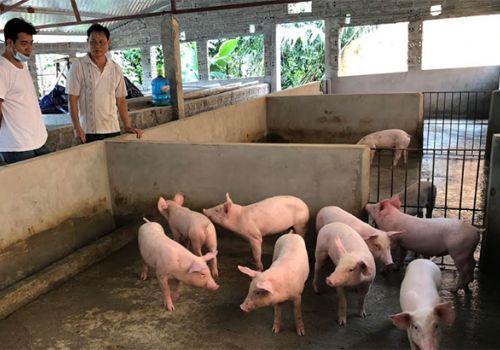 Giá thức ăn tăng cao, người nuôi cầm chừng