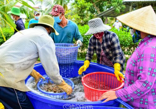 ‘Cung đường mới’ của tôm càng xanh