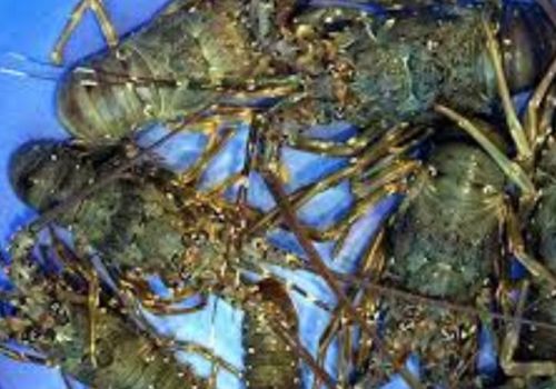 Vạn Ninh (Khánh Hòa): Giá tôm hùm giảm, hộ nuôi thu hoạch cầm chừng