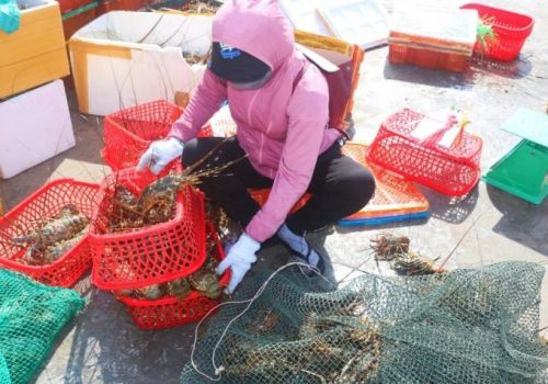 Xuất khẩu khó khăn, tôm hùm rớt giá