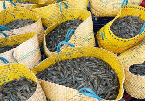 Ngân hàng tăng rót vốn cho nuôi tôm ao trải bạt