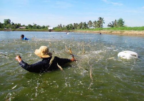 Ngành tôm ĐBSCL dần phục hồi