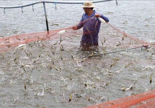 Giá tôm thẻ chân trắng tăng cao