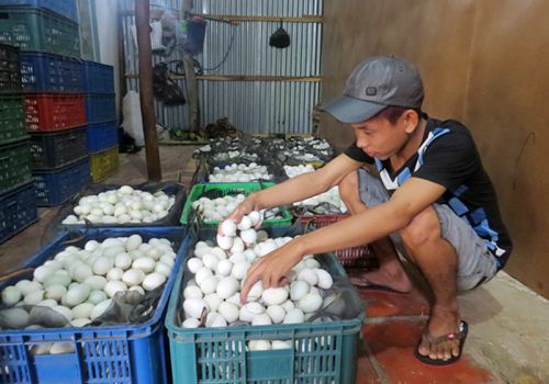 Đồng Tháp: Giá trứng gia cầm tăng