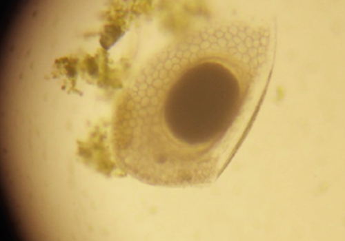 Ephippia: Giải “bài toán” giống Moina