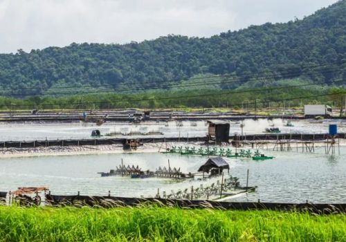 Vi tảo giúp cải thiện chất lượng nước và năng suất tôm thẻ chân trắng