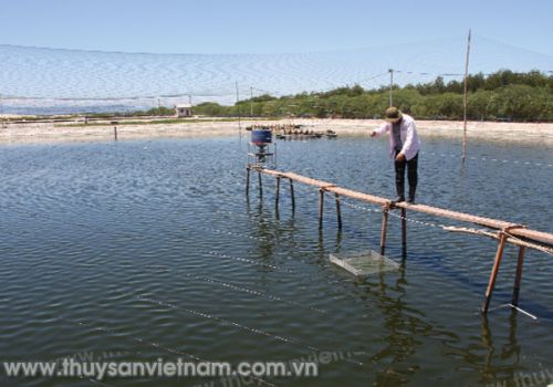 Xử lý H2S trong ao nuôi