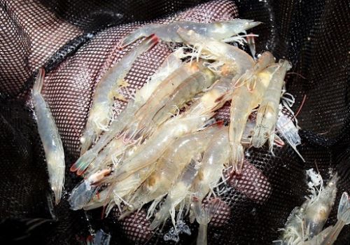 Giải pháp nào để có tôm sạch?