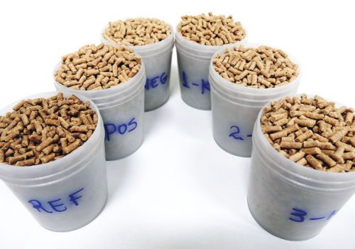 Krill – giải pháp thay thế hiệu quả bột cá