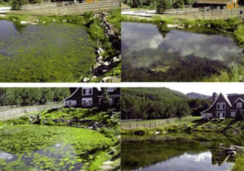 Giải pháp tối ưu diệt tảo trong ao nuôi