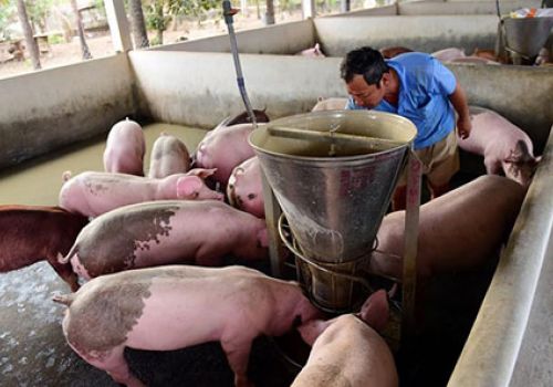 Giá heo hơi hôm nay 13/12: Miền Nam tăng nhẹ 1.000 đ/kg