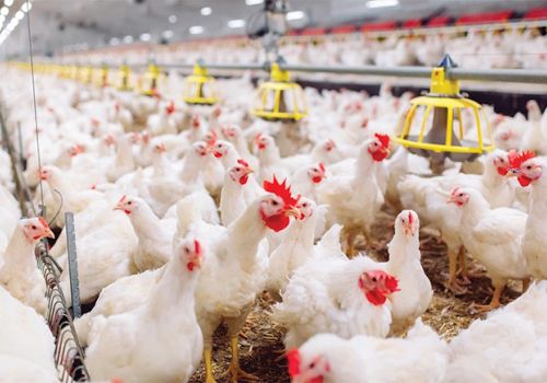 Giải pháp giảm chi phí trong chăn nuôi