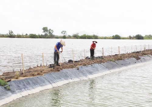 Người dân Hà Tĩnh bảo vệ diện tích nuôi trồng thủy sản trước mưa lớn