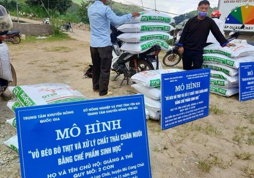 Yên Bái: Triển khai mô hình vỗ béo bò thịt và xử lý chất thải chăn nuôi bằng chế phẩm sinh học