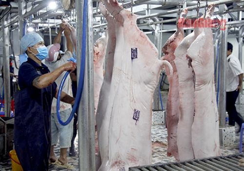 Hậu Giang: Các cơ sở giết mổ thực hiện khá tốt quy định về điều kiện vệ sinh thú y