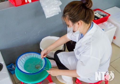 Chú trọng xây dựng cơ sở an toàn dịch bệnh trong sản xuất tôm giống