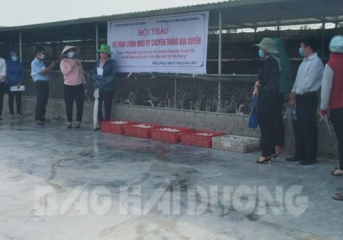 Giống vịt Đại Xuyên cho năng suất trứng cao