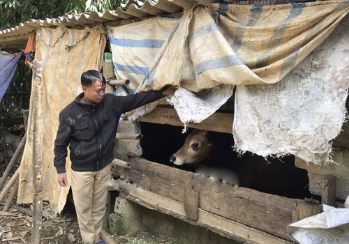 Xã Ngổ Luông (Hòa Bình): Chủ động phòng, chống đói, rét cho gia súc