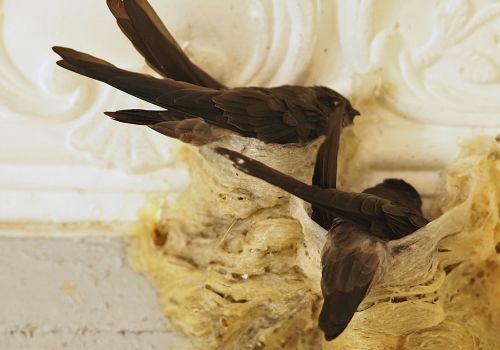 Phú Yên: Cần phối hợp chặt để ngăn chặn bẫy bắt chim yến