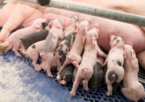 Những mô hình chăn nuôi độc đáo