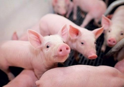 Sử dụng chất cấm trong chăn nuôi sẽ bị phạt đến 80 triệu đồng