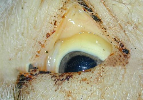 Chứng vàng da (bệnh lợn nghệ) ở heo