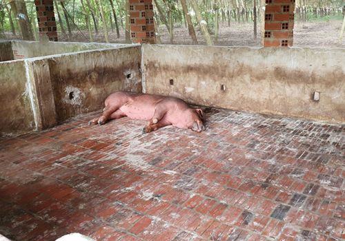 Tây Ninh: Huyện Tân Châu có hai trường hợp nghi heo mắc bệnh tả heo châu Phi