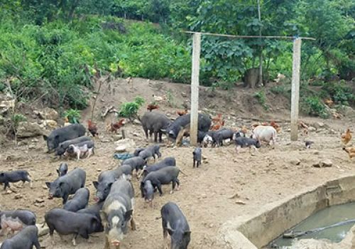 Hàm Thuận Bắc (Bình Thuận): Duy trì giống heo cỏ địa phương tại 3 xã vùng cao