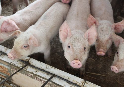 Phơi nhiễm có kiểm soát của heo với vi khuẩn Mycoplasma hyopneumoniae: Công cụ hiệu quả để loại bỏ vi khuẩn