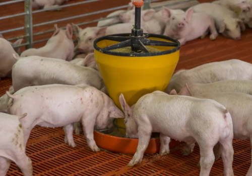 Bệnh phù thũng ở heo con