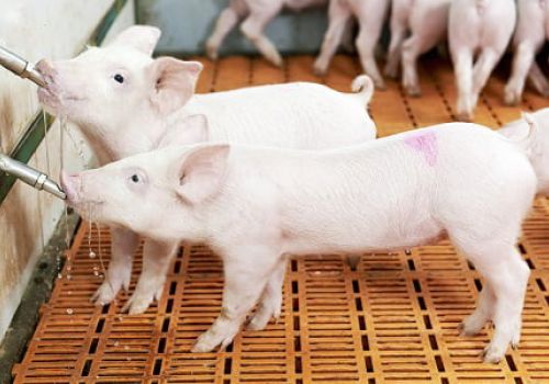 Chăm sóc, nuôi dưỡng lợn con giai đoạn khủng hoảng sau cai sữa