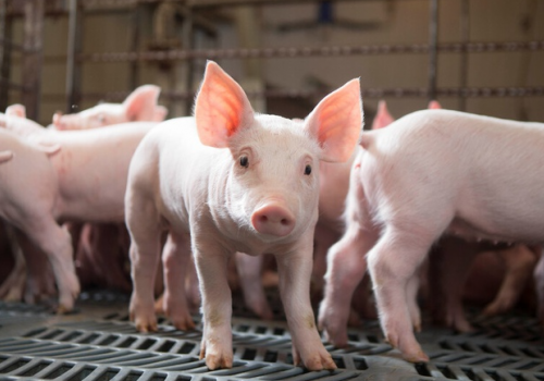 Ảnh hưởng của vitamin D3 và phytase đến năng suất và chất lượng thịt heo