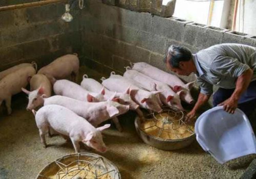 Giá thịt lợn giảm sâu, doanh nghiệp chăn nuôi Trung Quốc nợ chồng chất