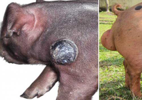 Ưu thế lai và giao phối cận huyết