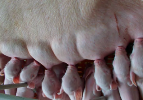 Bệnh sót nhau ở lợn nái