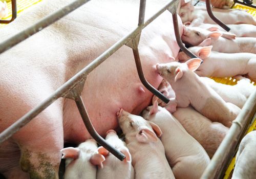 Nhận biết heo nái sắp đẻ và cách chăm sóc