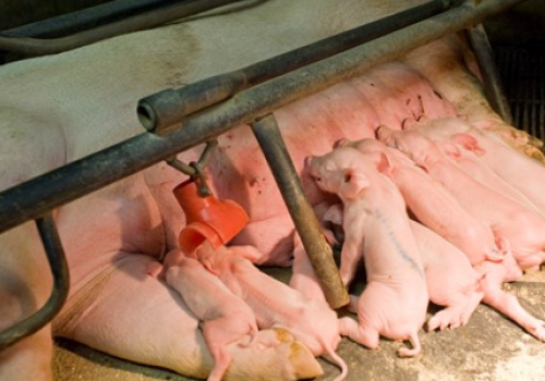 Tầm quan trọng của lượng sữa từ heo mẹ và lượng cám ăn vào