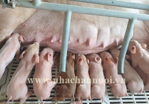 Quản lý heo nái năm 2022: 7 xu hướng cần theo dõi