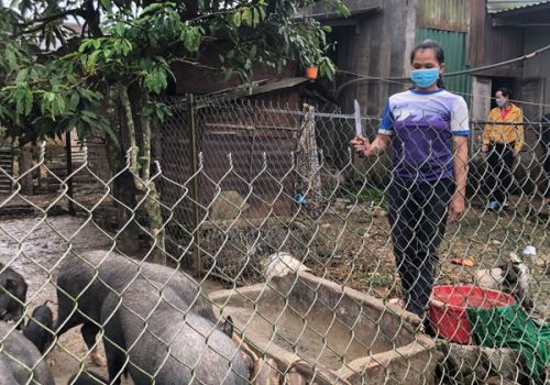 Trại giống heo của đôi vợ chồng trẻ