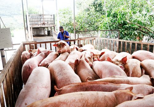 Xây dựng khu giết mổ gia súc gia cầm tập trung tại Khánh Hòa: Tiếp tục rà soát, gỡ vướng