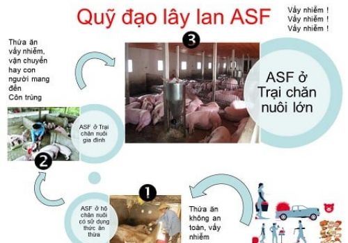 Bệnh Dịch tả heo châu Phi: Làm tốt An toàn sinh học đến đâu, rủi ro bệnh càng thấp tới đó!