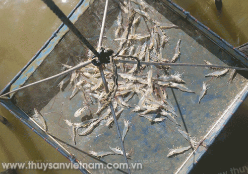 Hiệu quả nhờ quản lý thức ăn