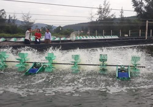 Nghệ An: Hiệu quả từ các mô hình nuôi tôm công nghệ cao ở Nghi Lộc