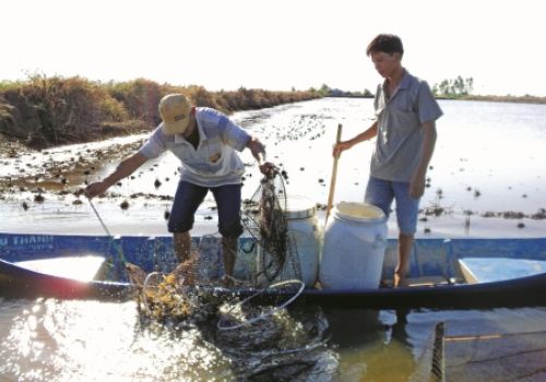 Áp dụng mô hình nuôi tôm nước tĩnh bền vững lâu dài