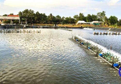 Hiệu quả từ mô hình ‘Nuôi tôm thẻ chân trắng an toàn sinh học’