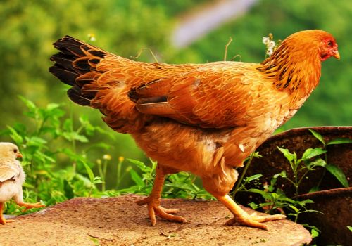 Nghiên cứu mới giúp gà thả vườn tăng cân, giảm nhiễm bệnh