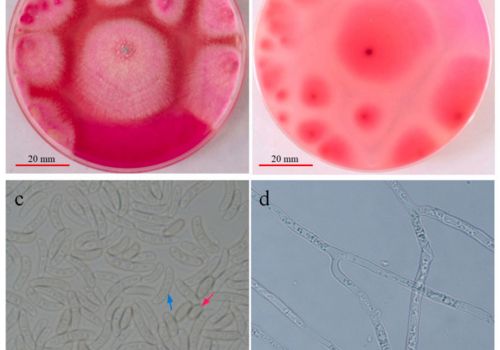 Xác định nguyên nhân gây bệnh đốm đen trên tôm thẻ chân trắng